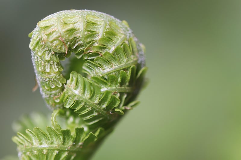 Dragon's Claw Fern