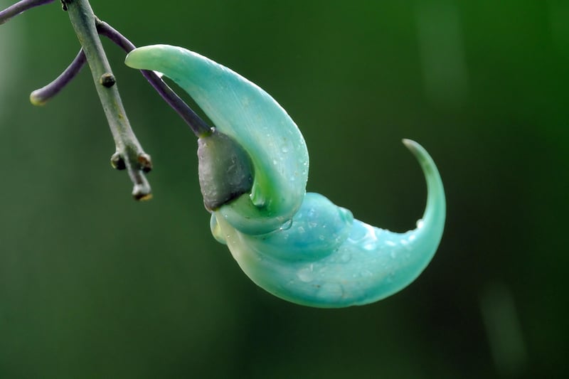 Jade Vine