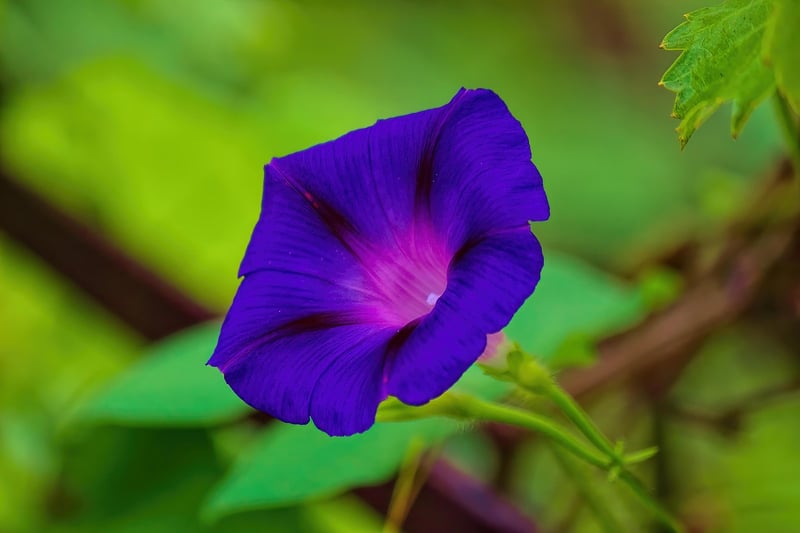 Moonflower Vine